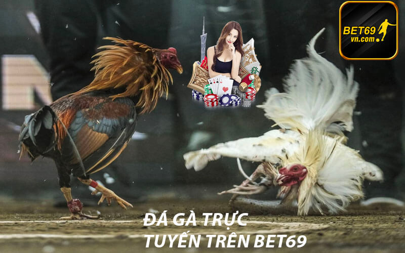 Đá gà bet69 trực tuyến