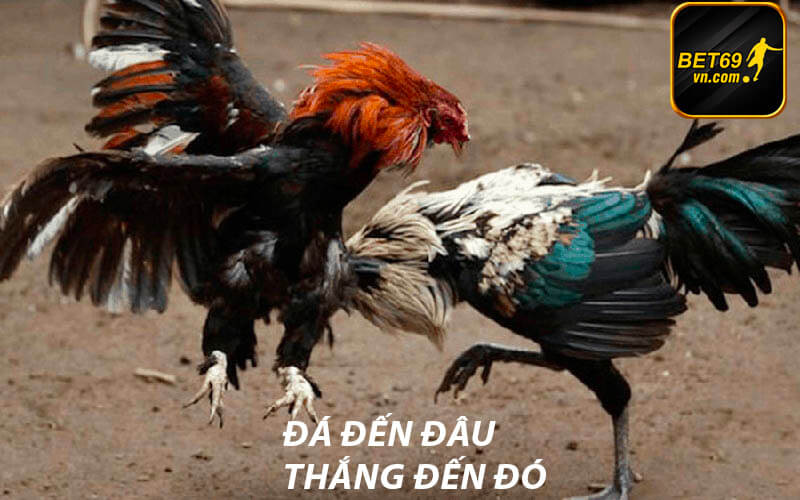 Cách tham gia đá gà bet69